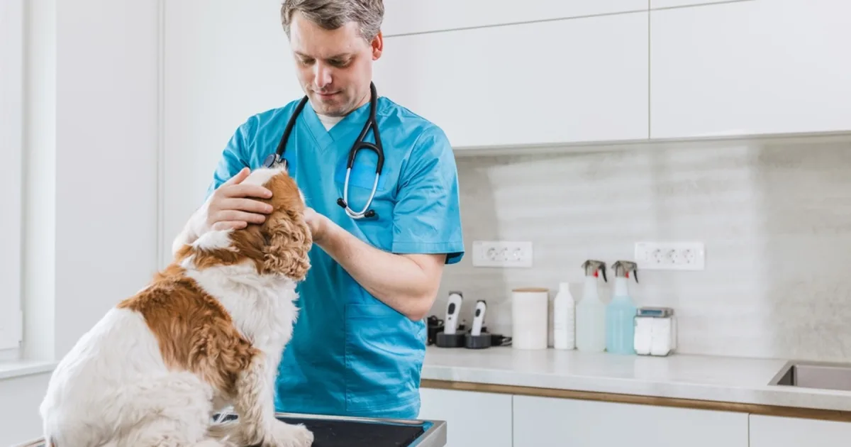 Vet examining a spaniel in a modern clinic room.